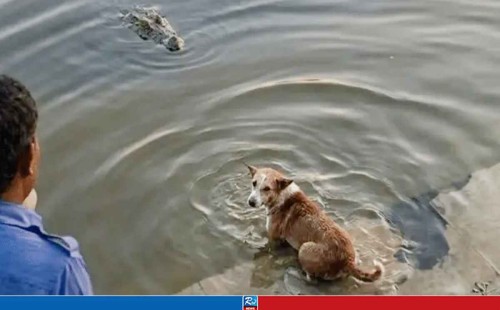 কুকুরকে কুমির খেয়ে ফেলল