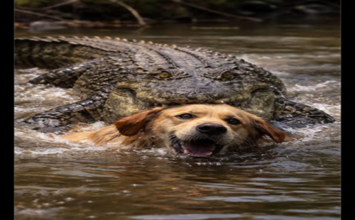 কুকুরটিকে কুমির খেয়ে ফেলল